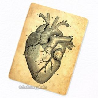 Heart 1 Deco Magnet Anatomy Vintage Medical Illustration Refrigerator