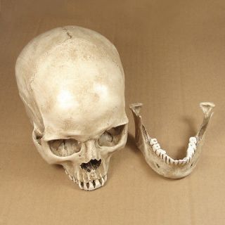 COOL Human Head Skull Handmade 11 White Resin Replica Decoration JH12