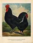 Antique Poultry Print BLACK LANGSHAN CHICKEN CHINA Volschau 1888