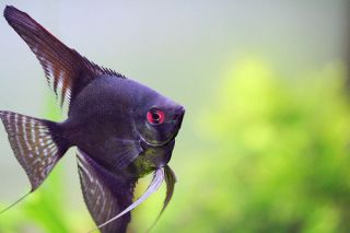Leaf  for breeding Live freshwater altum angel fish aquarium tropical
