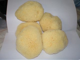 Greek Fina Silk Sea Sponge 2.5   3 Baby Soft   Finest Quality