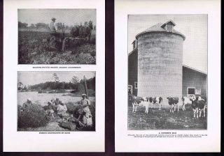 Silo Cows Pota to Digger Harvest er Groundnuts Farm 1918