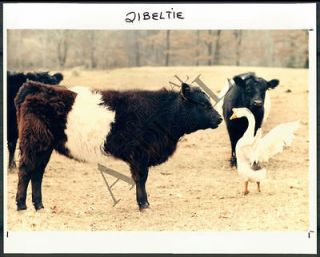 CA PHOTO bai 689 Belted Galloway Cattle 1996 Animals and Insects
