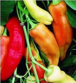 PEPPERS ~ HUNGARIAN WAX 30+ Seeds Seedheaven *Combined Shipping