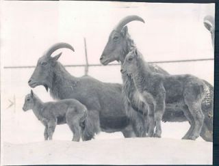 1956 Liberty Illinois Hawthorn Mellody Farm Wild Sheep Aoudad Wire
