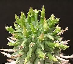 Euphorbia Schoenlandii succulent cactus Plant Seeds~Not Euphorbia