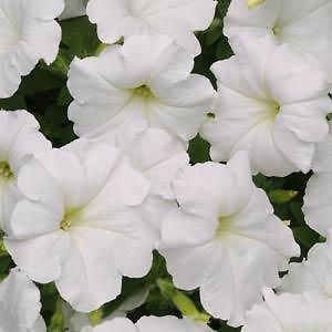 50 Pelleted Super Cascade White Petunia Seeds