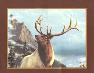 Hautman Brothers Elk   Moose   Big Horn Sheep Sale$9.95 Wallpaper