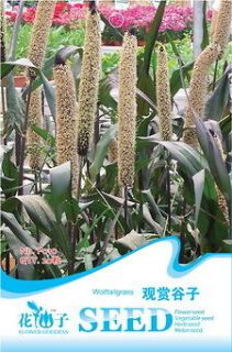 Pack 20 Seeds Ornamental Foxtail Millet Seed Wolftailgrass F010