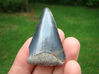Great White shark tooth Megalodon Cousin Necklace pend