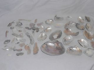 natural lake Erie Great freshwater clam shells mother of pearls