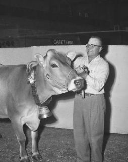 4x5 NEG. 57 Grand Champion Brown Swiss Cow