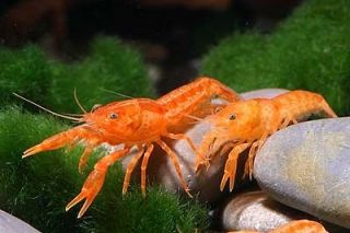 crayfish in Pet Supplies