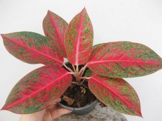 Aglaonema Red Variegated SiriChock Rare Plant Very Big Leaf
