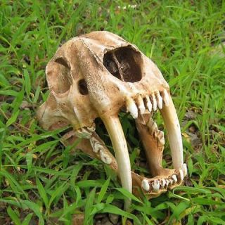 Hot 11 Predator Saber Tooth Tiger Skull Smilodon Model Fossil