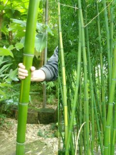 Der Phyllostachys vivax Huangwenzhu (so sein lateinischer Name) wird