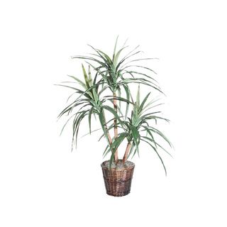 4 foot Marginata Extra Full Decorative Plant