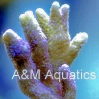 German Blue Polyp Digitata (Aquacultured A&M Aquatics)