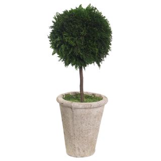 15x38cm Cypress Single ball Topiary