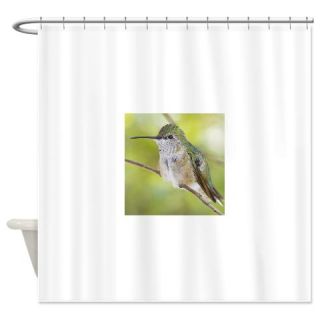  Broad tailed Hummingbird   Selaspho Shower Curtain  Use code FREECART at Checkout