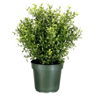 24 Argentia Plant w/ Green Pot