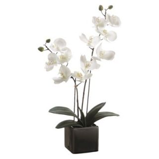 Phalaenopsis Orchid Plant White   19